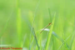 アジアイトトンボ未熟個体♀