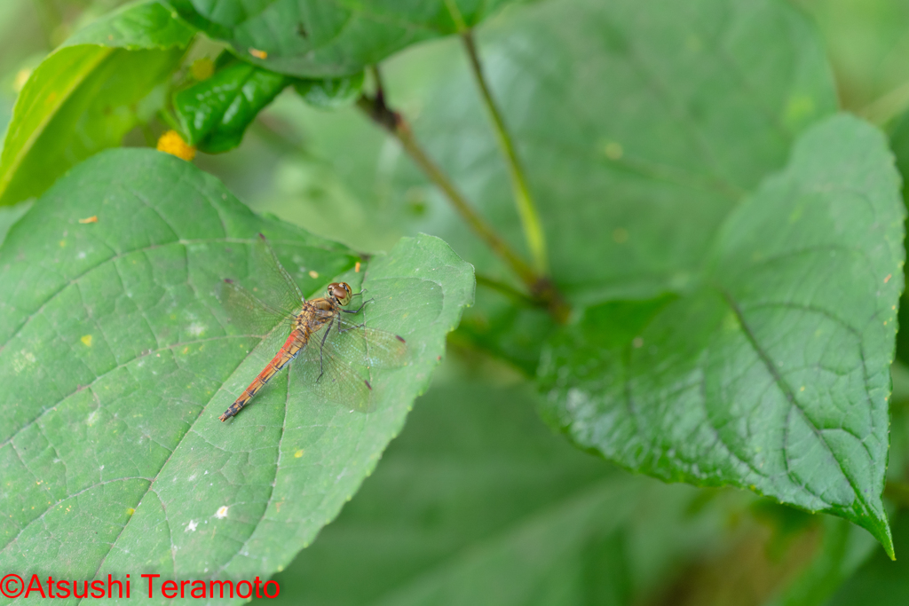 アキアカネ♀