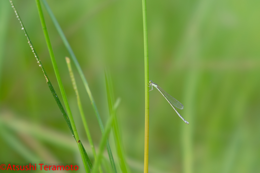 ホソミイトトンボ夏型♀