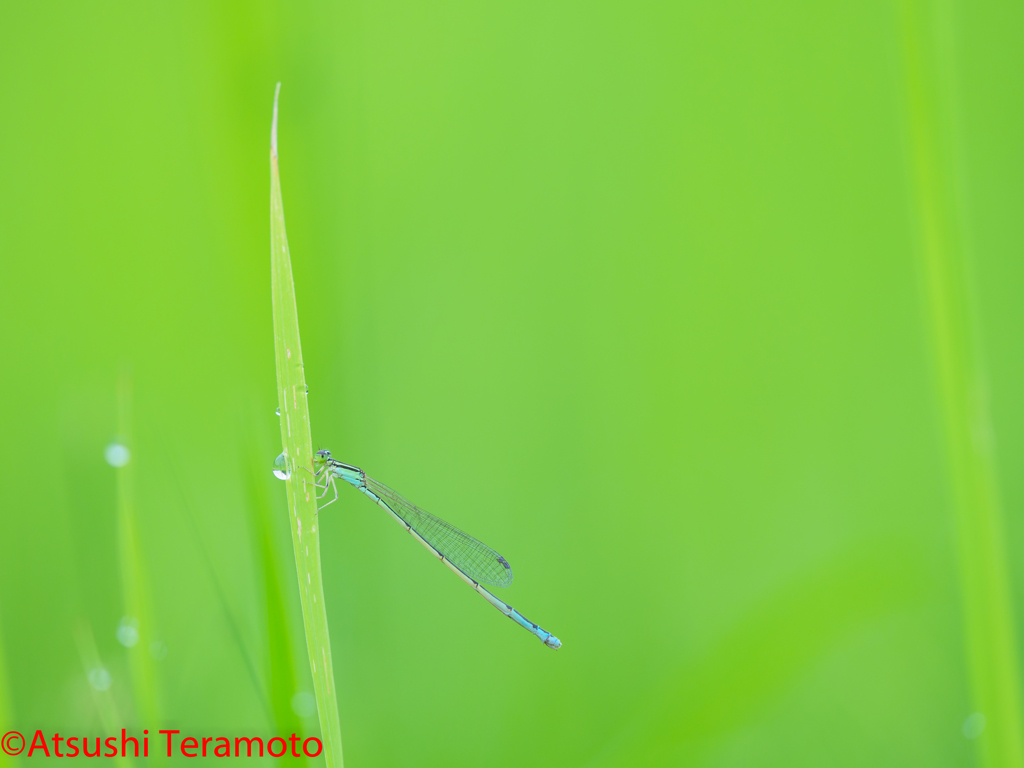 ホソミイトトンボ夏型♀