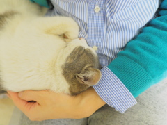 ネコ吉