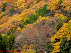 いつものトンボのフィールド