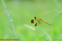 ミヤマアカネ♀