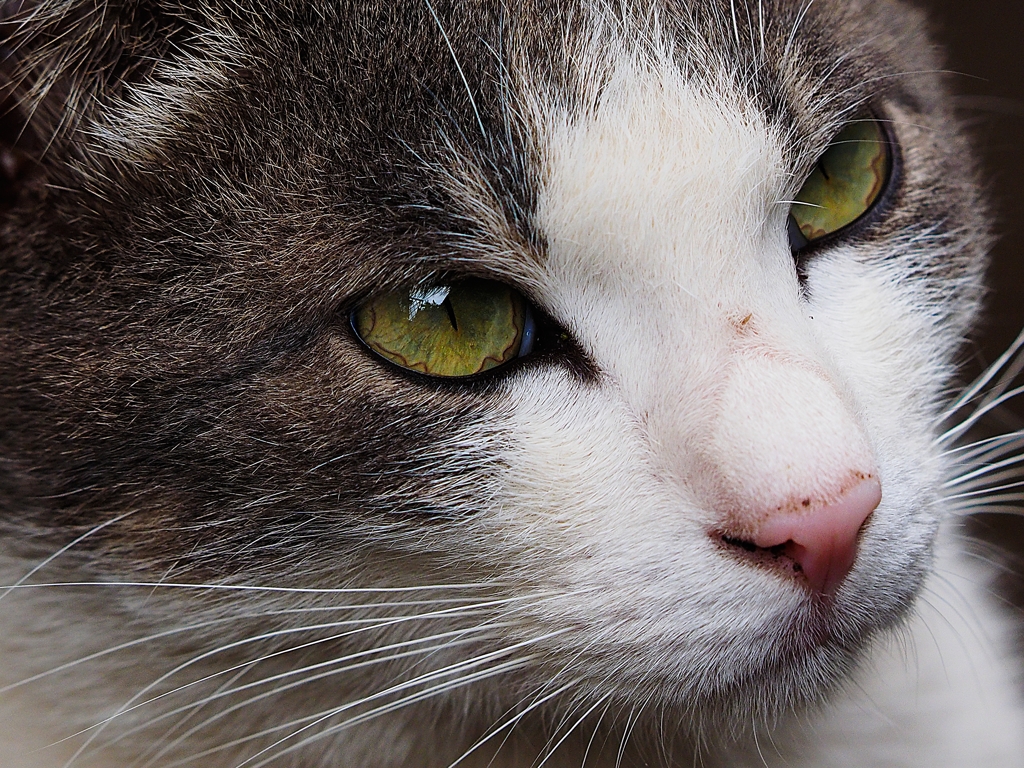 いつも来るネコちゃん。