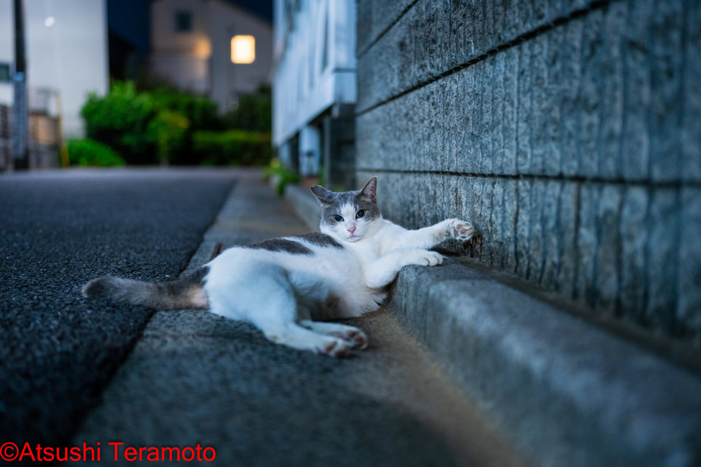 夕涼みするネコ吉