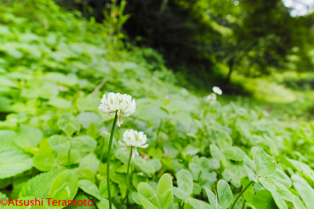 シロツメクサ