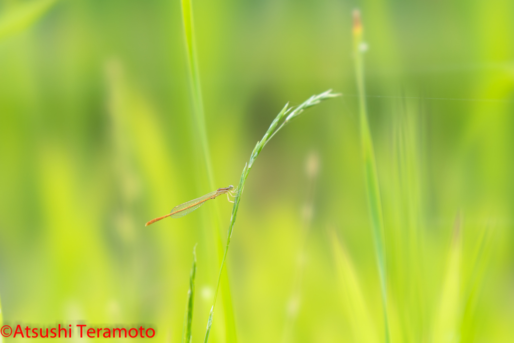 モートンイトトンボ♂（半成熟個体）