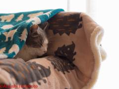 ひと眠り