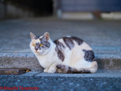 三毛猫