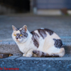 三毛猫