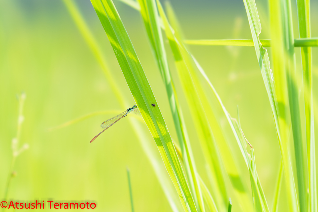 モートンイトトンボ♂