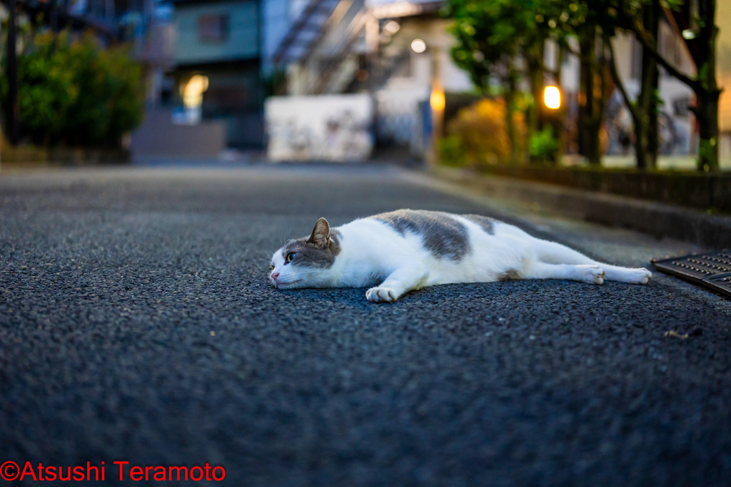 夕涼みするネコ吉