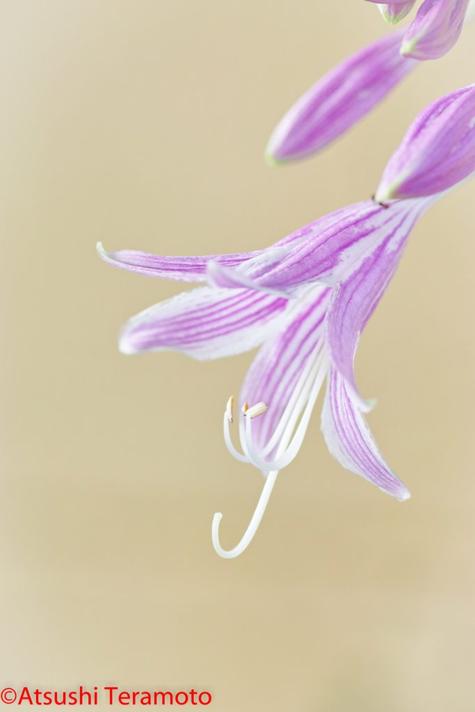 庭の花