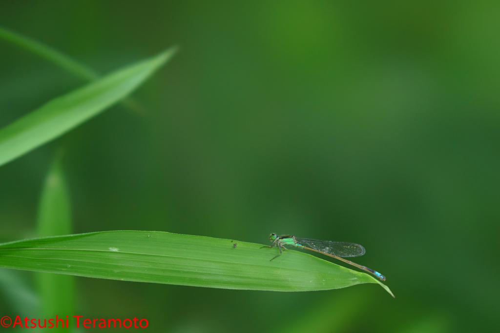 アオモンイトトンボ♂型♀