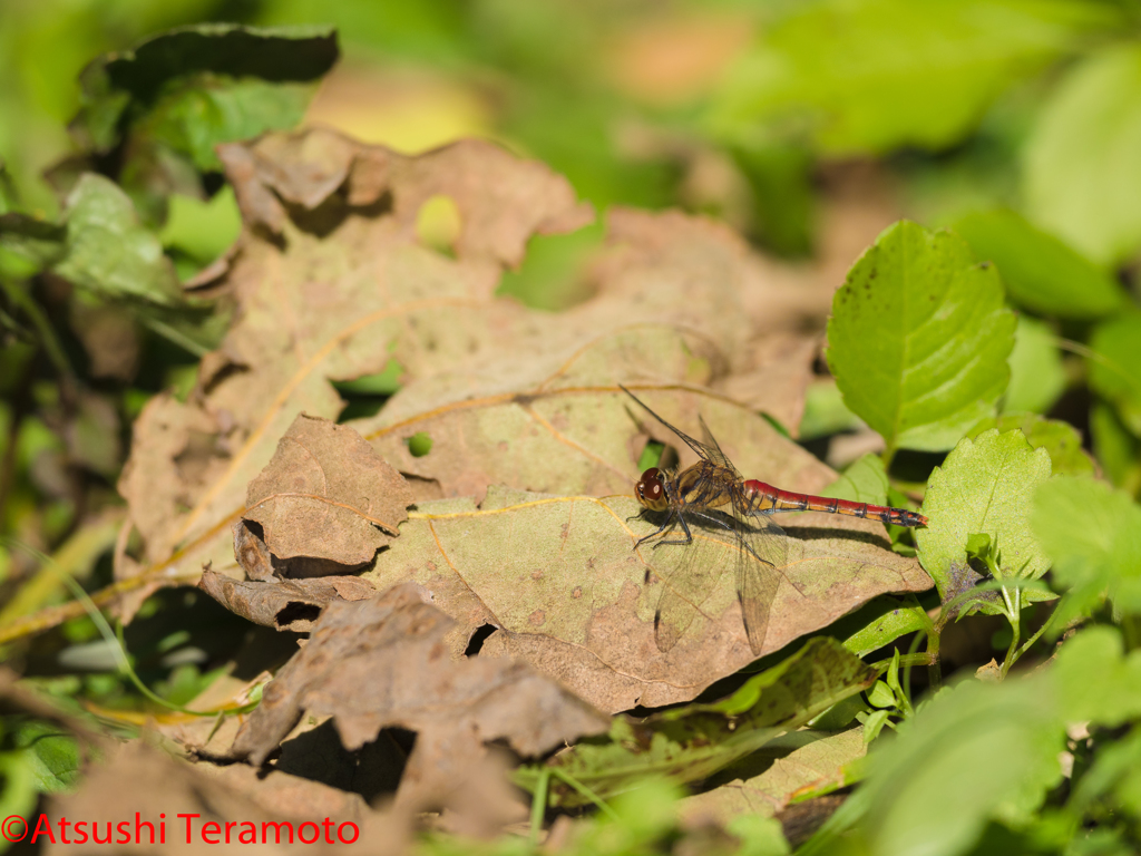 ナツアカネ♀