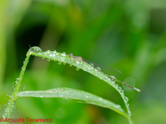 雨でも撮ります(^^)