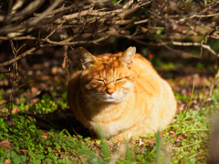 毛並みの良い地域猫