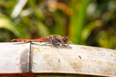 アキアカネ♂