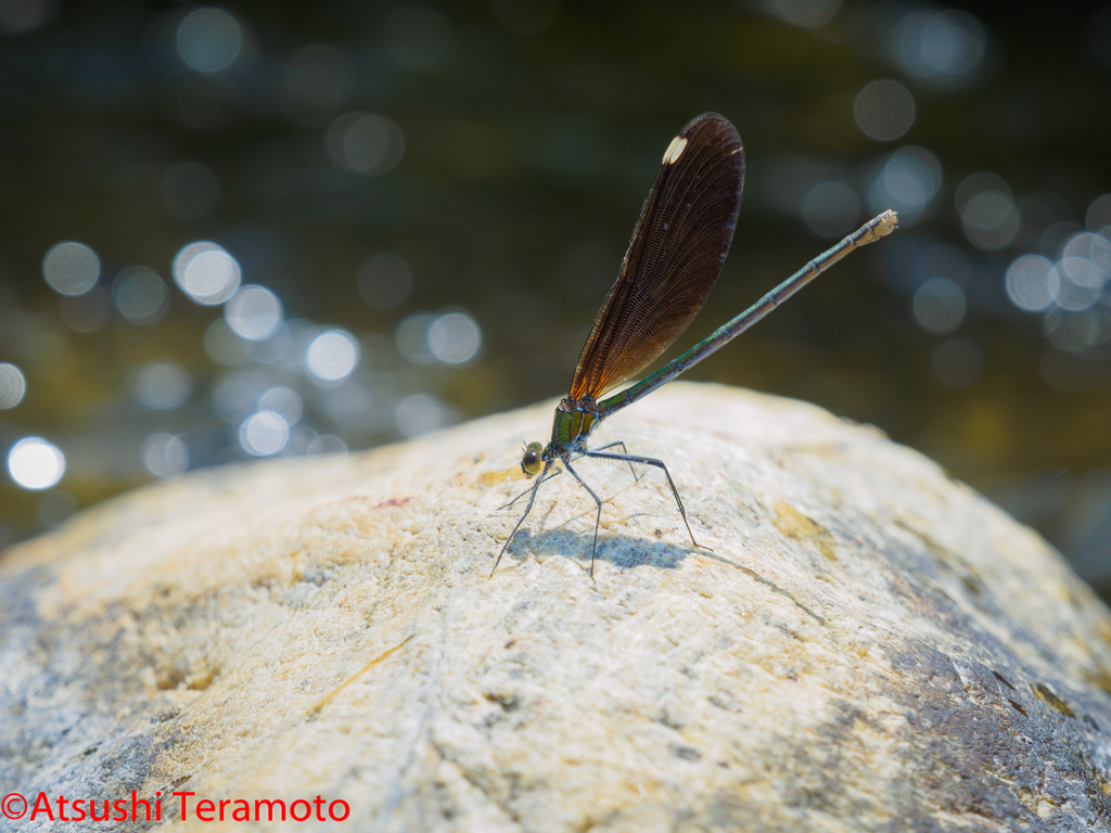 アオハダトンボ♀