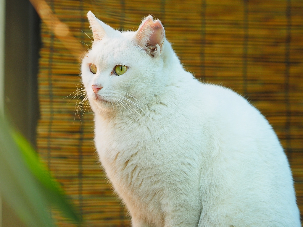 久しぶりにやってきたネコちゃん