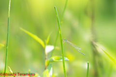 ホソミイトトンボ夏型♀