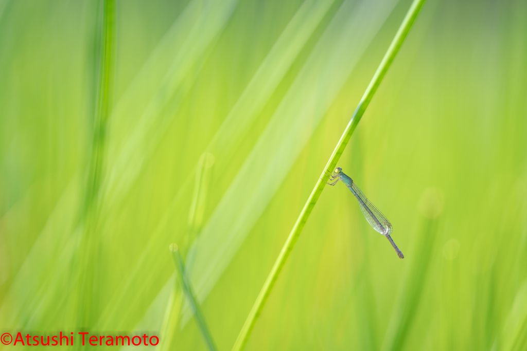 モートンイトトンボ♀