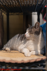 ネコ吉②