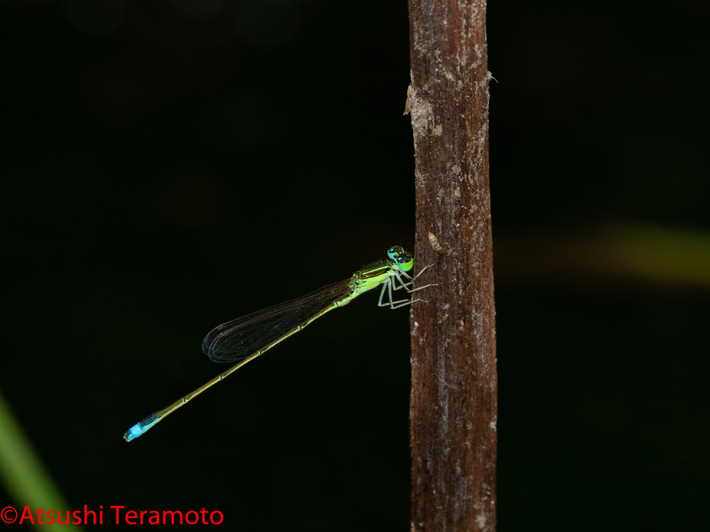 アジアイトトンボ♂