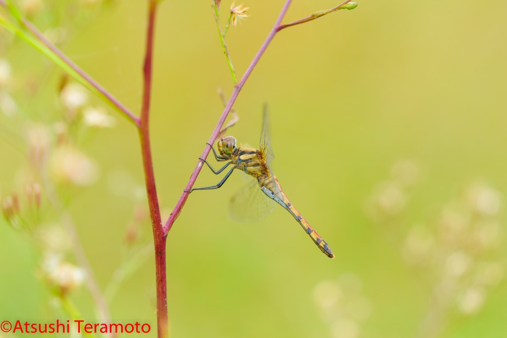 ナツアカネ♀③