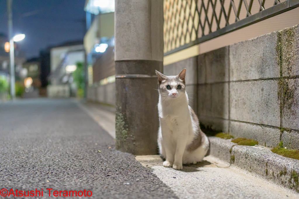 夜のネコ吉