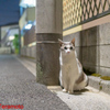 夜のネコ吉