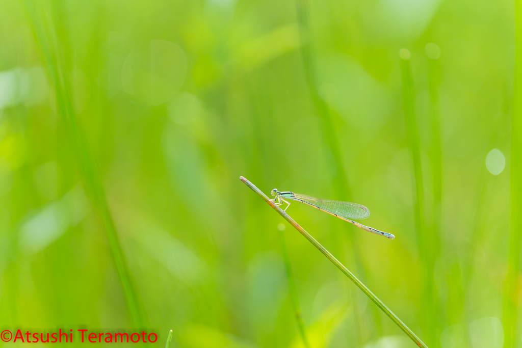 ホソミイトトンボ夏型♀