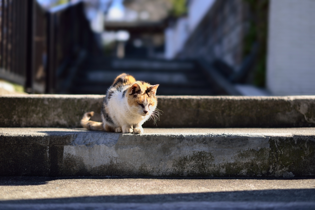 ぬくいです・・・