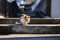 ぬくいです・・・