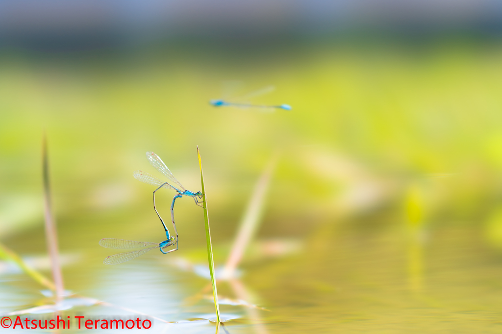 ホソミイトトンボ越冬型交尾態