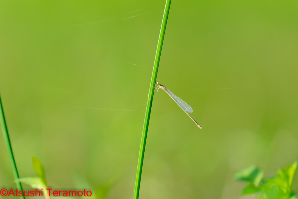 ホソミイトトンボ夏型♀