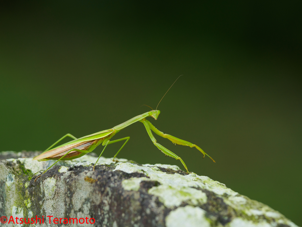 オオカマキリ♀②