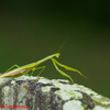 オオカマキリ♀②