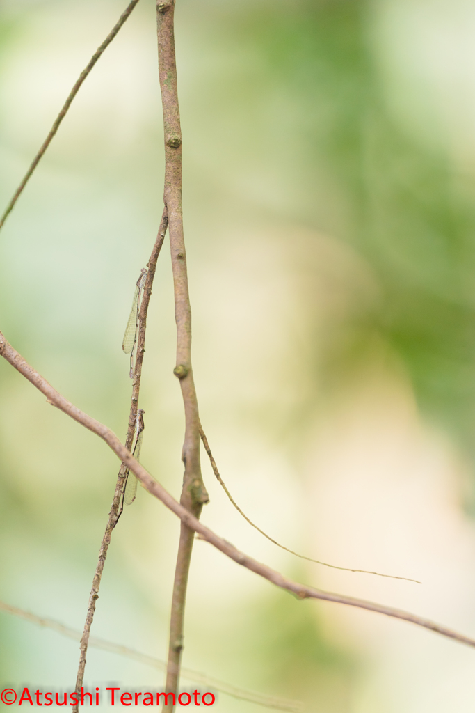 ホソミイトトンボ越冬型♀