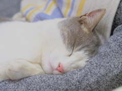 ねむいニャ・・・