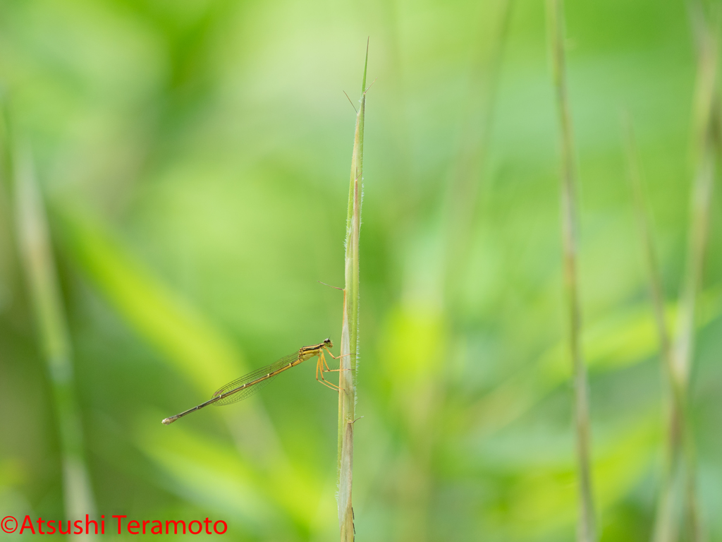 モノサシトンボ♀