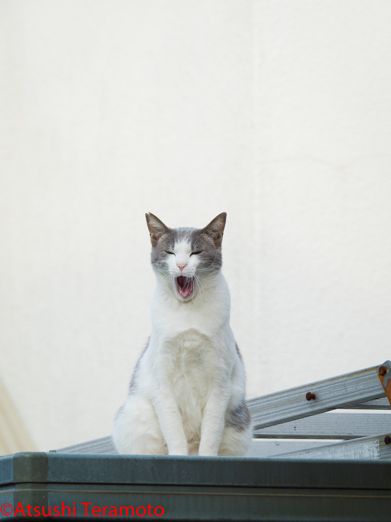 普段のネコ吉