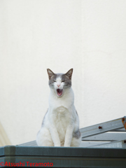 普段のネコ吉