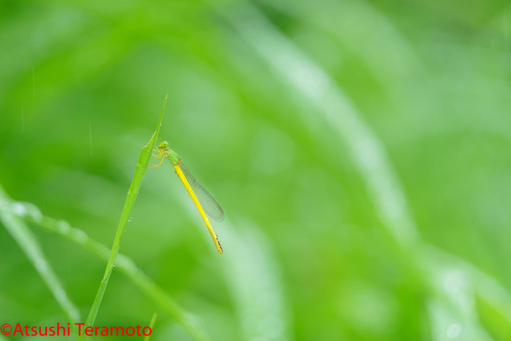 キイトトンボ♂