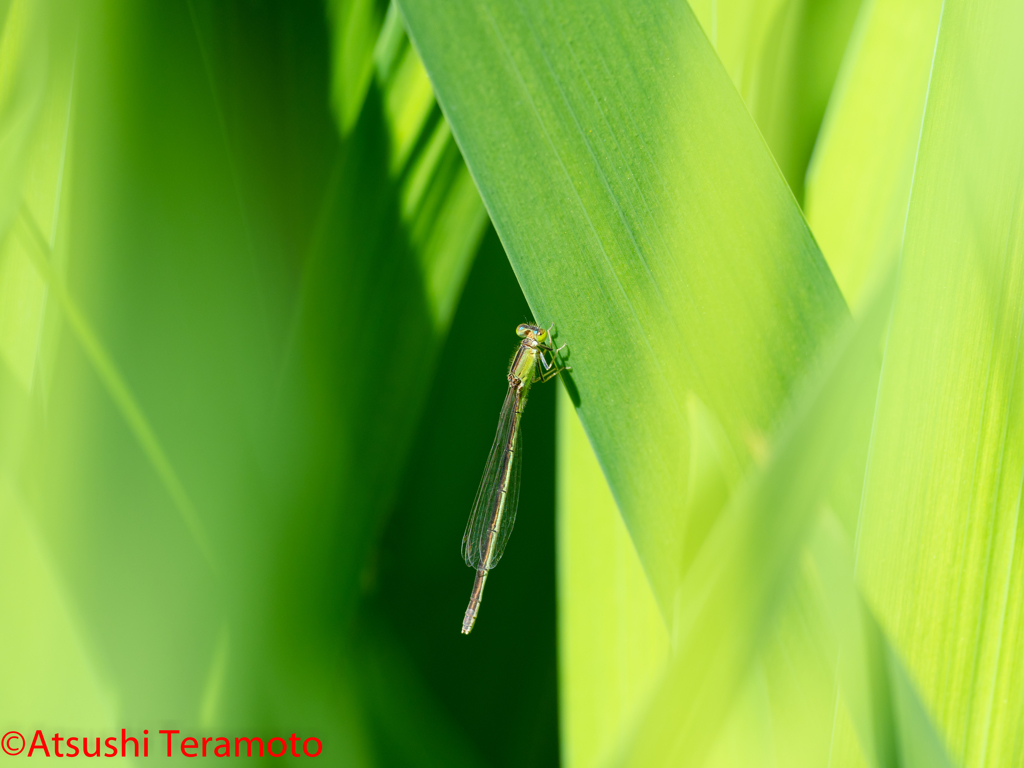 アジアイトトンボ♀