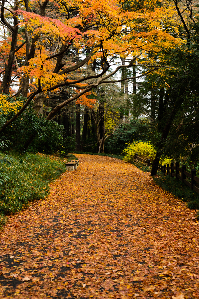 紅葉ロード