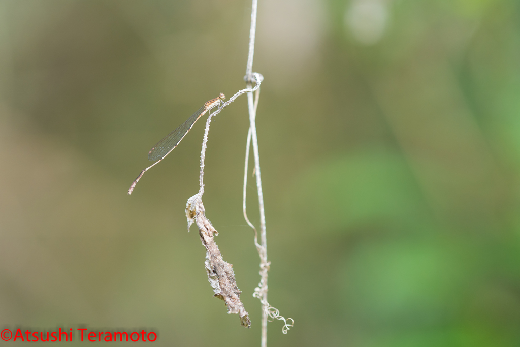 ホソミイトトンボ越冬型♂