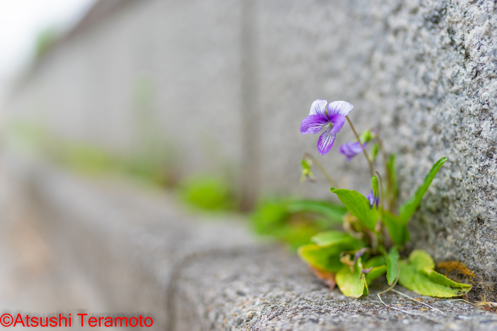 スミレの仲間