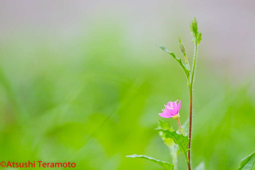 朝通勤スナップ