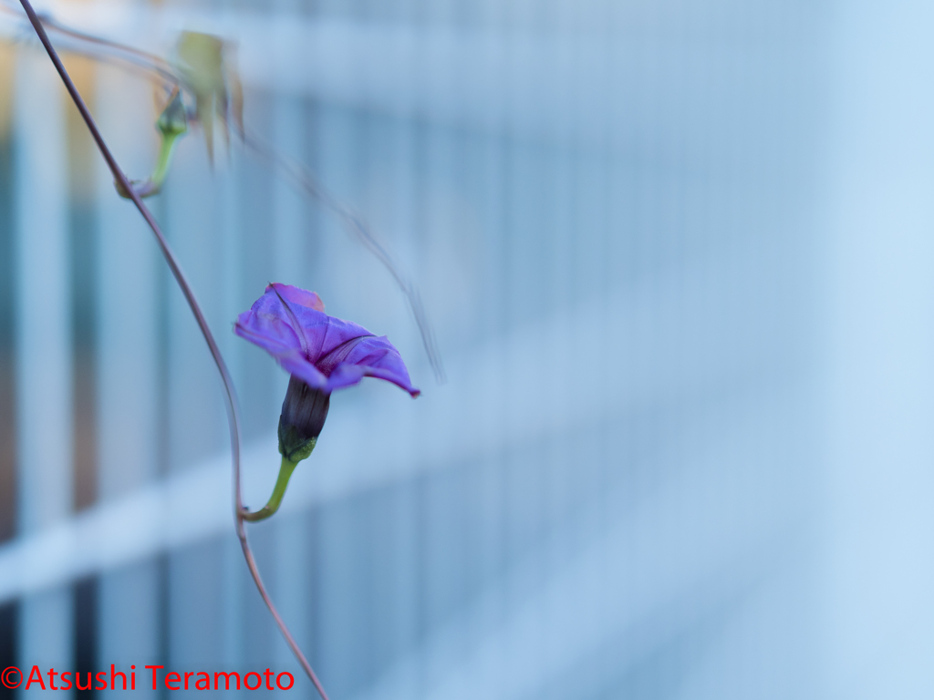 名前がわからない植物